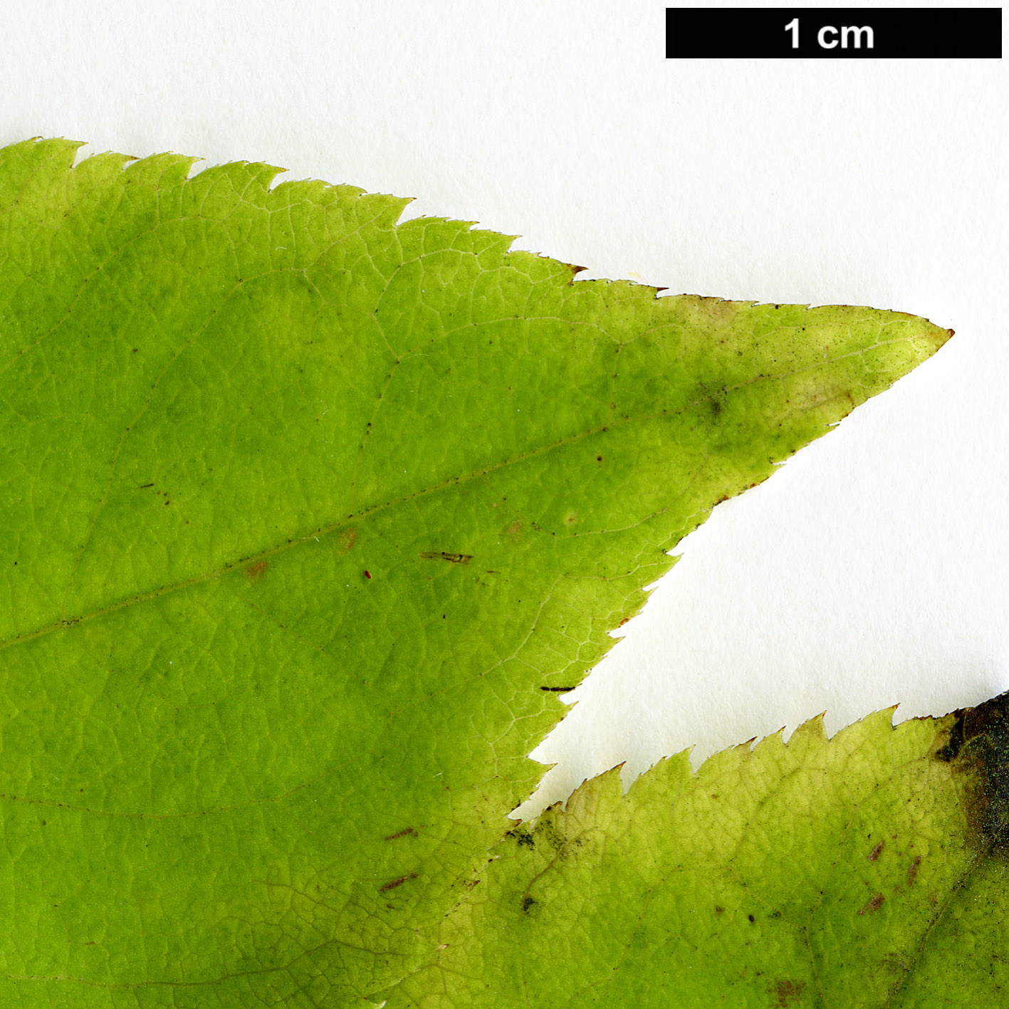 High resolution image: Family: Araliaceae - Genus: Eleutherococcus - Taxon: sessiliflorus